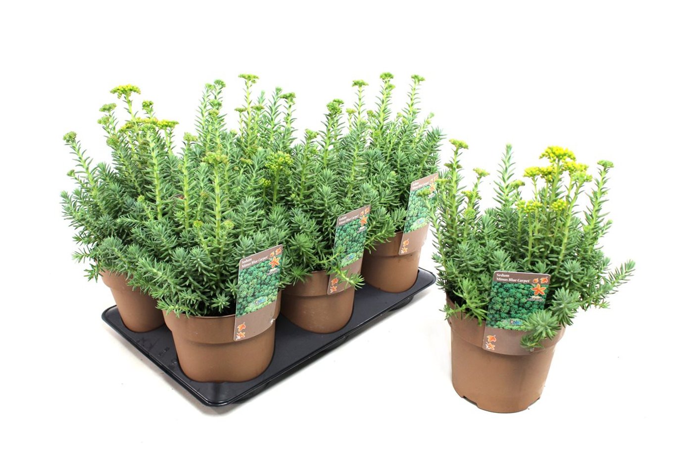 Sedum Minus Blue Carpet - C1,5